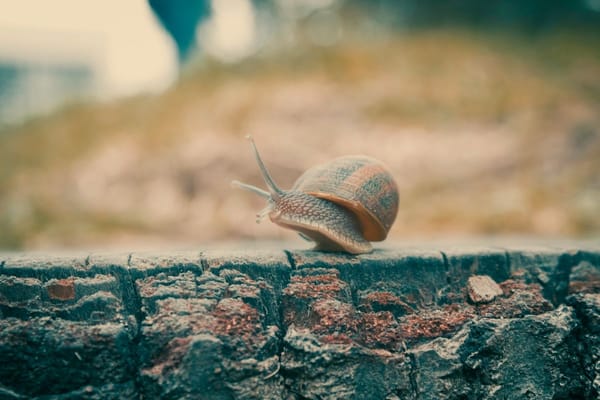 SpeedyFox optimizes the user profile of the popular browsers