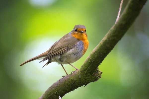 7 mobile apps for birdwatchers
